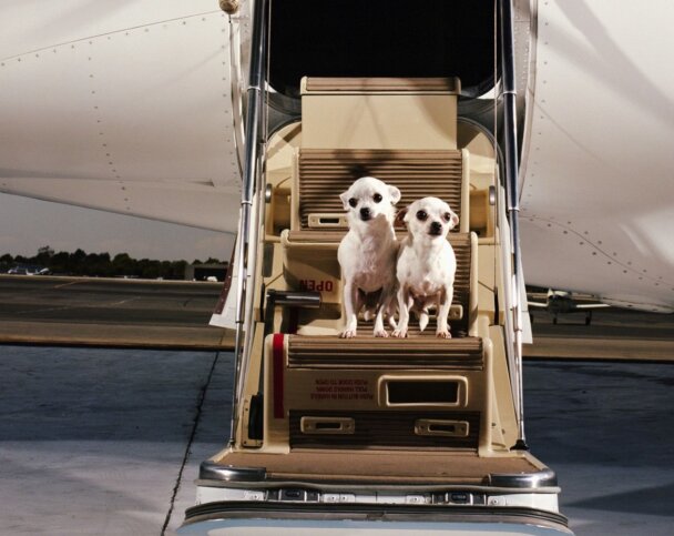 перевозка животных самолетом